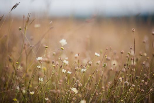 39929261 2176715289274402 5153643485965844480 o